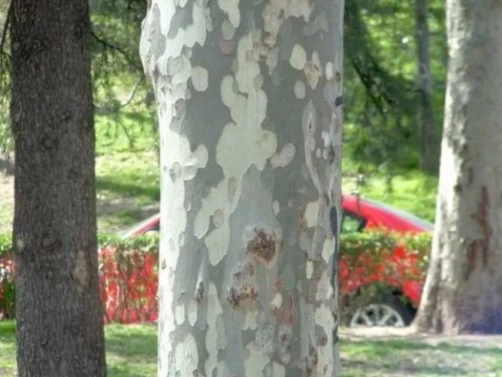 Okrasné stromy Platan javorolistý 100 160cm(4)
