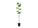 Okrasné stromy Platan javorolistý 100 160cm(5)