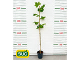 Okrasné stromy Platan javorolistý 100 160cm(2)
