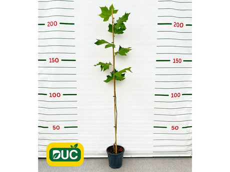 Okrasné stromy Platan javorolistý 100 160cm(2)