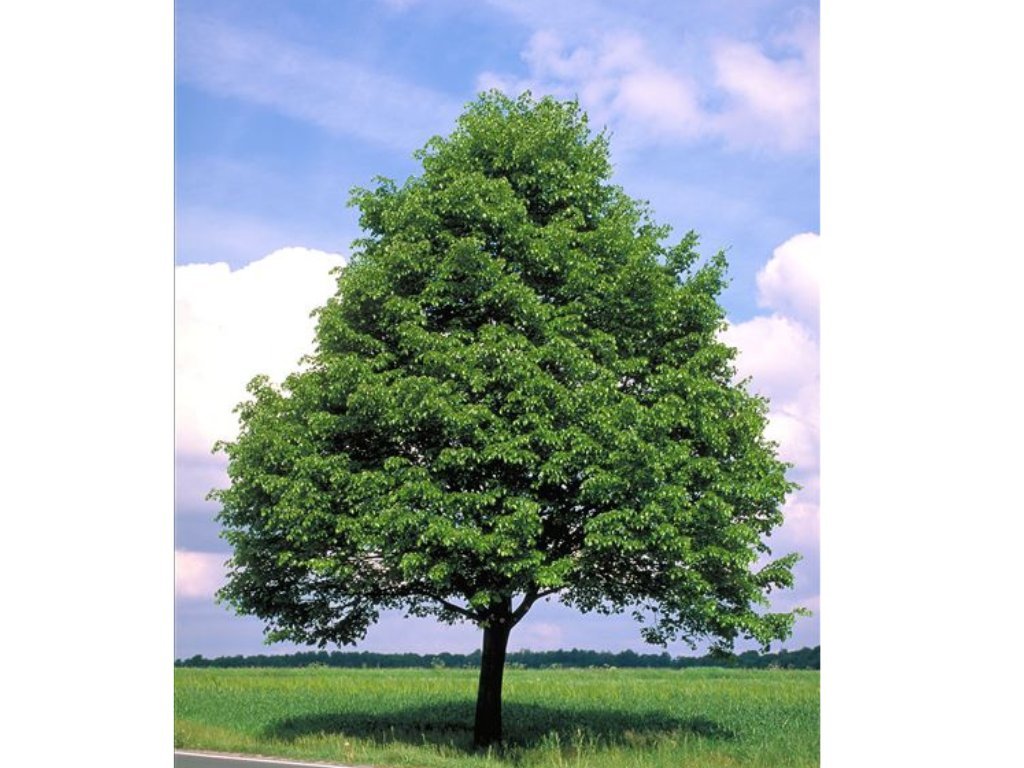Lípa srdčitá, výška 140–180 cm, květináč 15 l