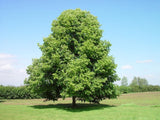Lípa srdčitá, výška 140–180 cm, květináč 15 l