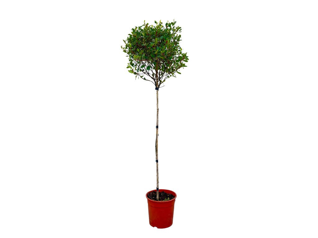 Dreviny na kmienku Červienka fraserová Chico na 80-90cm kmienku(3)