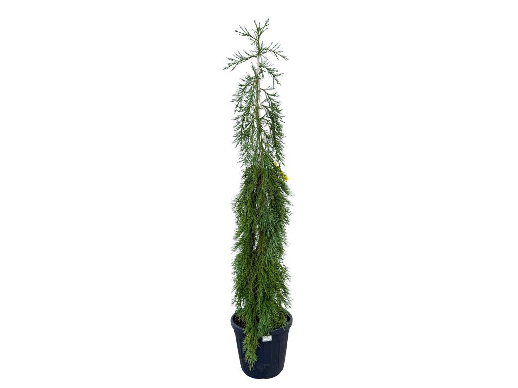 Okrasné stromy Sekvojovec mamutí Pendulum 200 220cm(6)