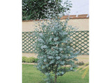 Okrasné stromy Eukalyptus GUNNII Azura 30 40 cm(5)