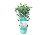 Okrasné stromy Eukalyptus GUNNII Azura 30 40 cm(7)