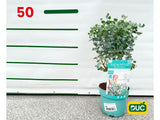 Okrasné stromy Eukalyptus GUNNII Azura 30 40 cm(2)