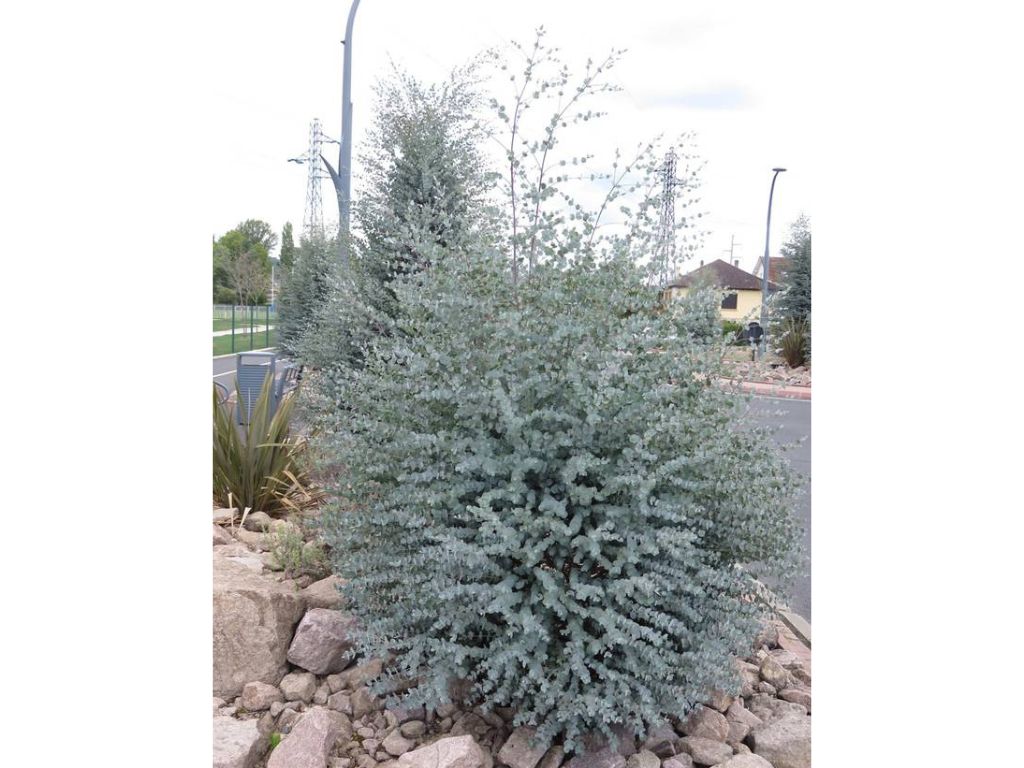Okrasné stromy Eukalyptus GUNNII Azura 30 40 cm(3)