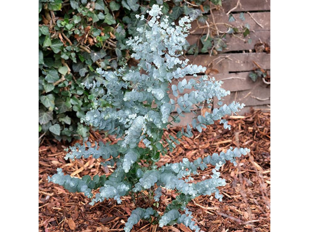 Okrasné stromy Eukalyptus GUNNII Azura 30 40 cm(6)