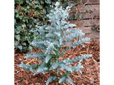 Okrasné stromy Eukalyptus GUNNII Azura 30 40 cm(6)