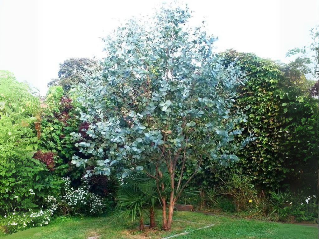 Okrasné stromy Eukalyptus GUNNII Azura 30 40 cm(1)