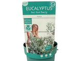 Okrasné stromy Eukalyptus GUNNII Azura 30 40 cm(4)