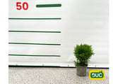 Okrasné kry Tuja západná Danica 10 15cm(2)