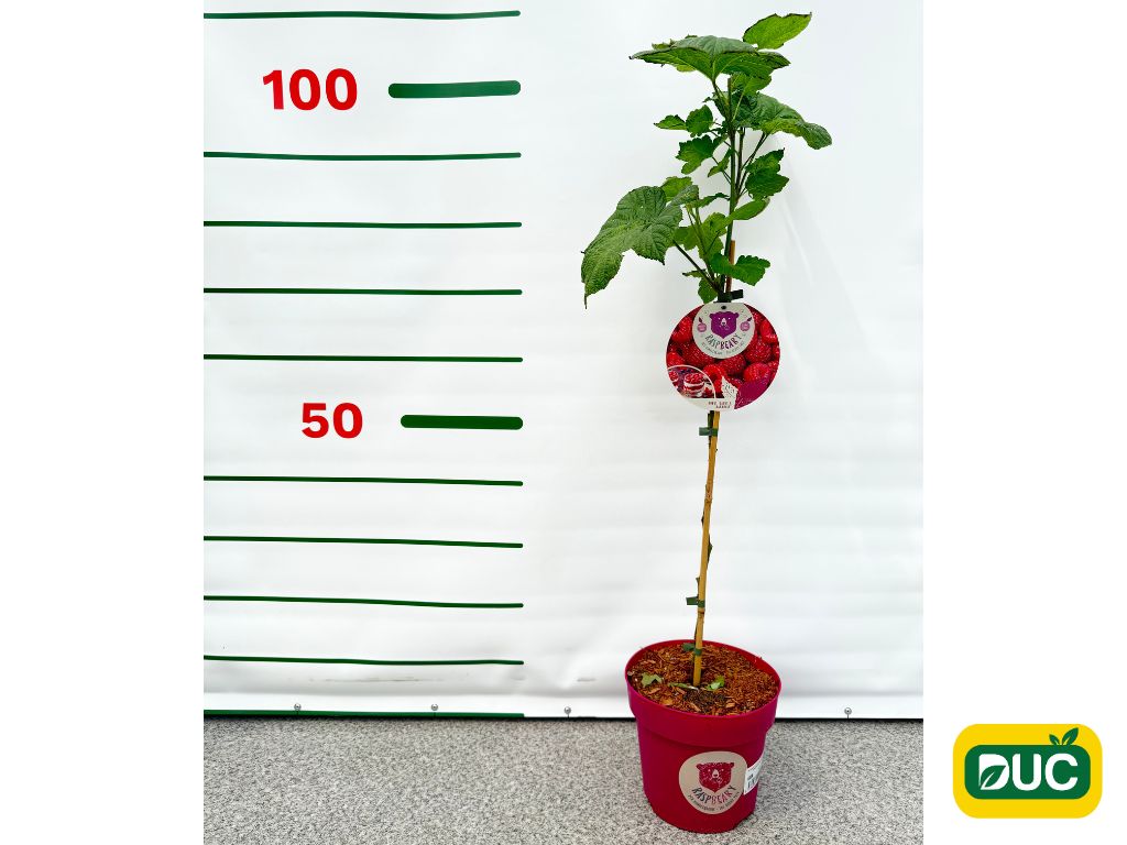 Drobné ovocie Malina Malinový medveď na 50cm kmienku(9)