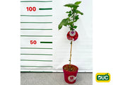 Drobné ovocie Malina Malinový medveď na 50cm kmienku(9)
