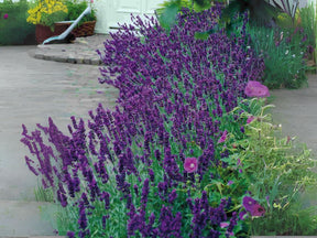 Trvalky Levanduľa úzkolistá Hidcote Purple