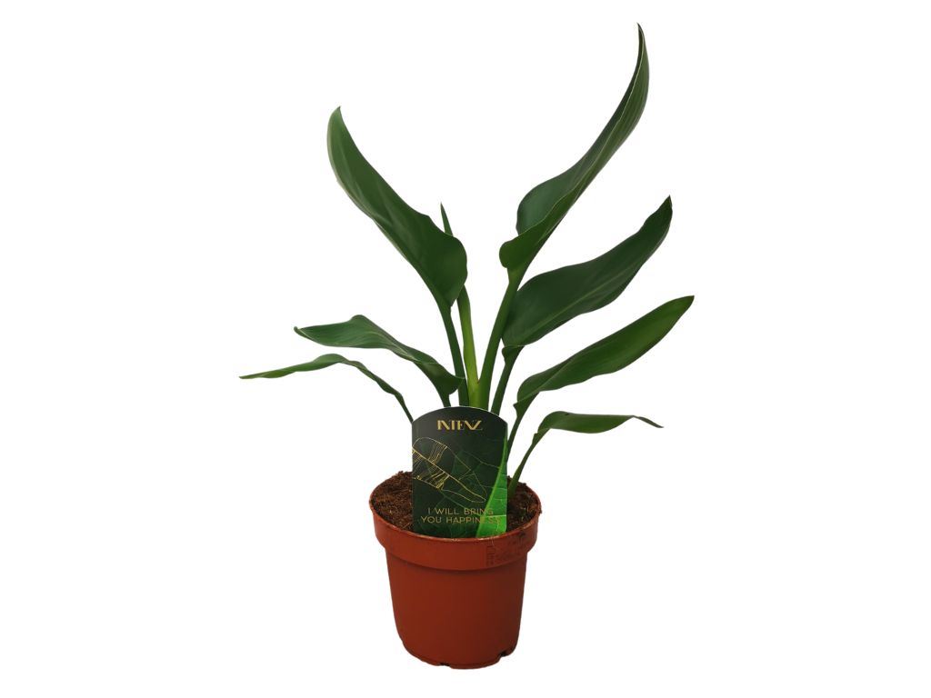 Exotické rastliny Strelícia kráľovská cca 30 cm(6)