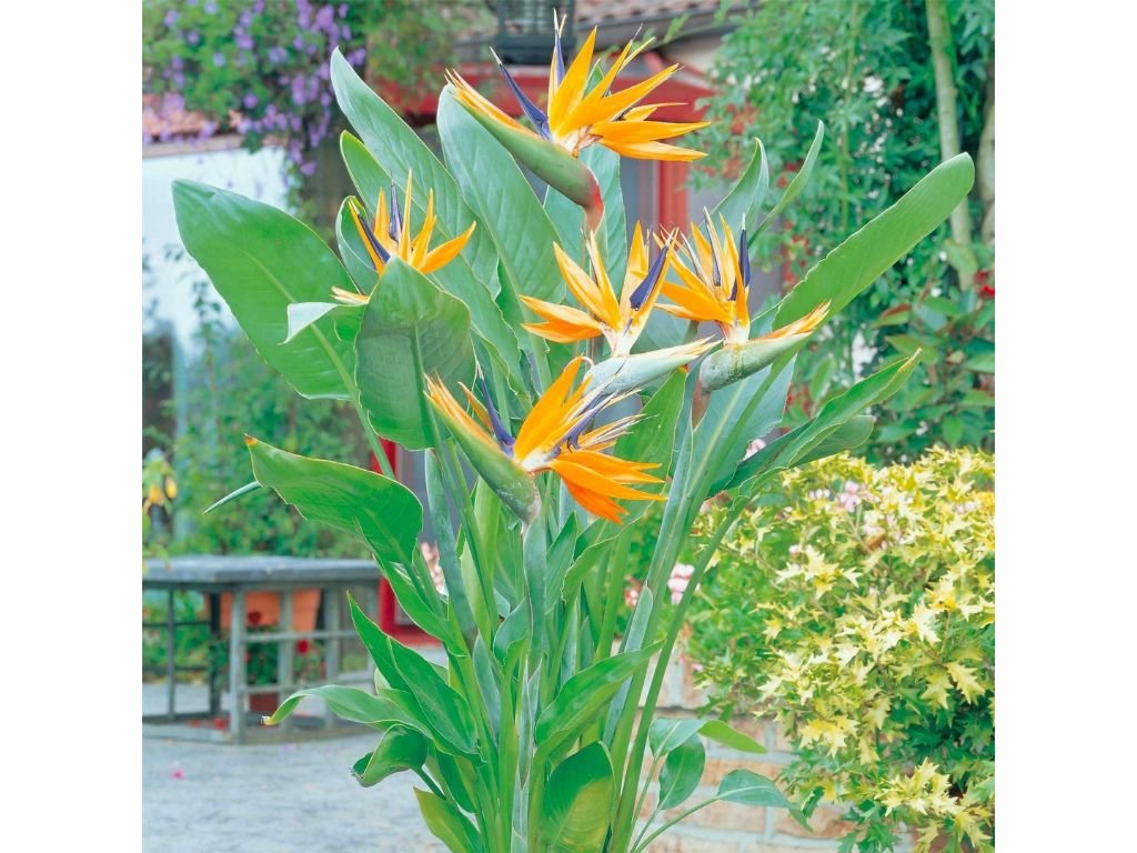 Exotické rastliny Strelícia kráľovská cca 30 cm(3)