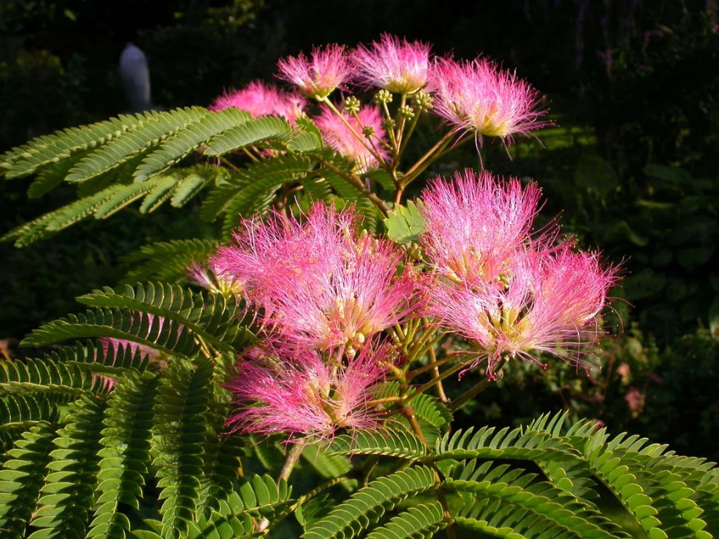 Okrasné stromy Albízia Tropical Dream 70 100 cm(1)