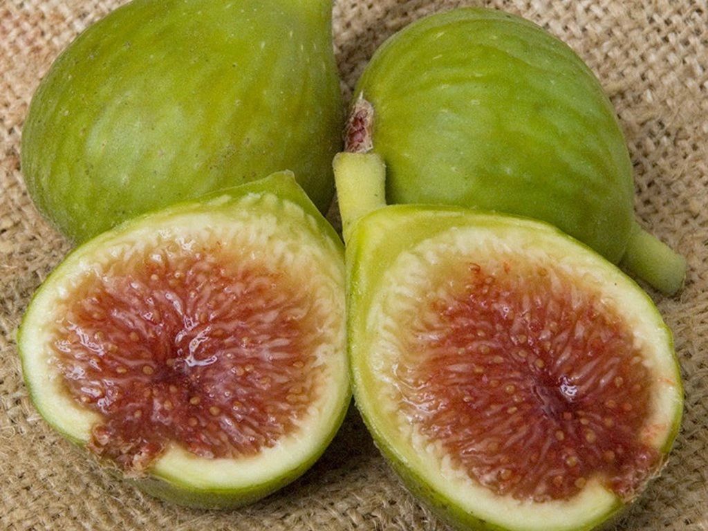 Drobné ovocie Figovník Desert King (3)