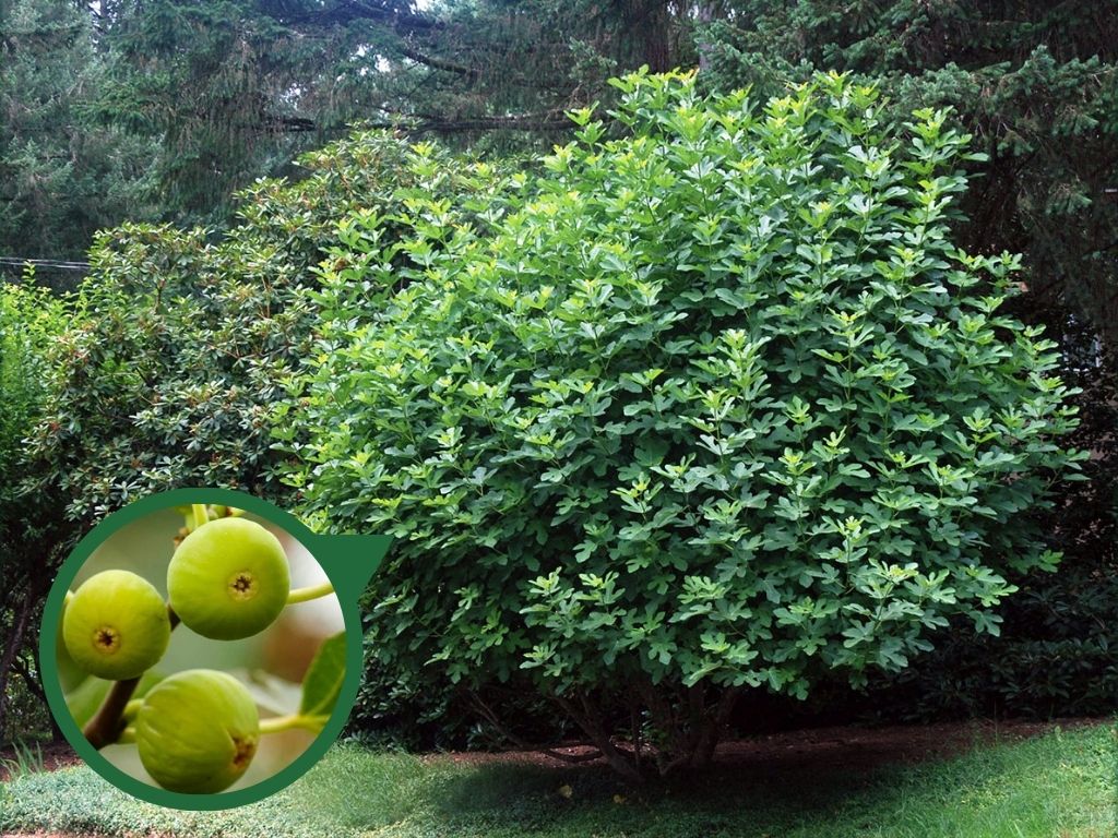 Drobné ovocie Figovník Dottato 30 40 cm(3)
