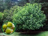 Drobné ovocie Figovník Dottato 30 40 cm(3)