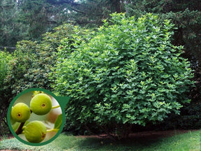 Drobné ovocie Figovník Dottato 30 40 cm(3)