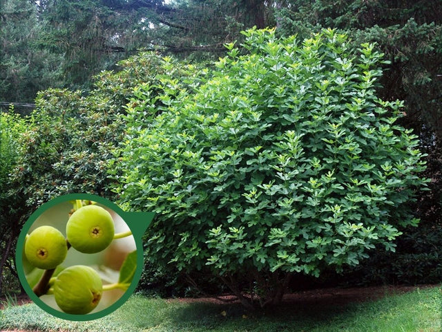 Drobné ovocie Figovník Dottato 30 40 cm(3)