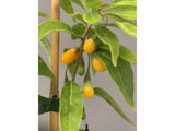 Drobné ovocie Kustovnica čínska ‘Golden Goji’(1)