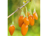 Drobné ovocie Kustovnica čínska ‘Golden Goji’