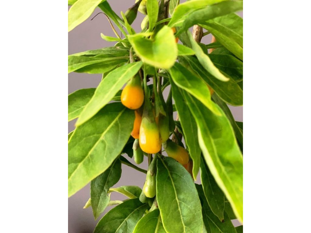 Drobné ovocie Kustovnica čínska ‘Golden Goji’(2)
