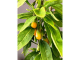 Drobné ovocie Kustovnica čínska ‘Golden Goji’(2)