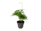 Izbové rastliny Asparagus plumosus cca 10 cm(1)