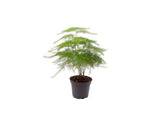 Izbové rastliny Asparagus plumosus cca 10 cm(2)