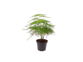 Izbové rastliny Asparagus plumosus cca 10 cm(2)