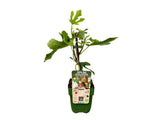 Drobné ovocie Figovník Little Miss Figgy cca 30 cm(1)