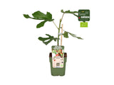 Drobné ovocie Figovník Little Miss Figgy cca 30 cm(3)
