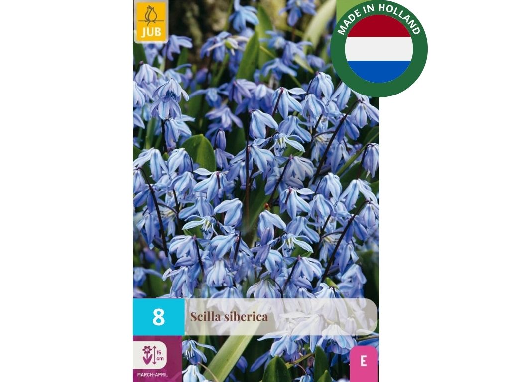 Cibuľoviny Scila sibírska 8 ks(4)