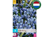 Cibuľoviny Scila sibírska 8 ks(4)