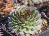 chromegreen1