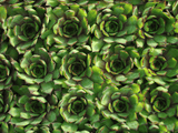 chromegreen3 min