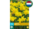 Cibuľoviny Narcis TETE Á TETE 5 k(9)
