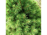 Smrk bílý Conica, výška 30–40 cm, květináč 11 cm