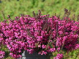 Vresoviskové rastliny Vresovec pleťový Erica carnea ‘ Winter Ladies® Sarah ’ (1)