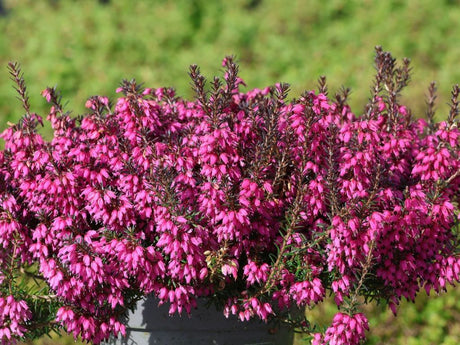 Vresoviskové rastliny Vresovec pleťový Erica carnea ‘ Winter Ladies® Sarah ’ (1)