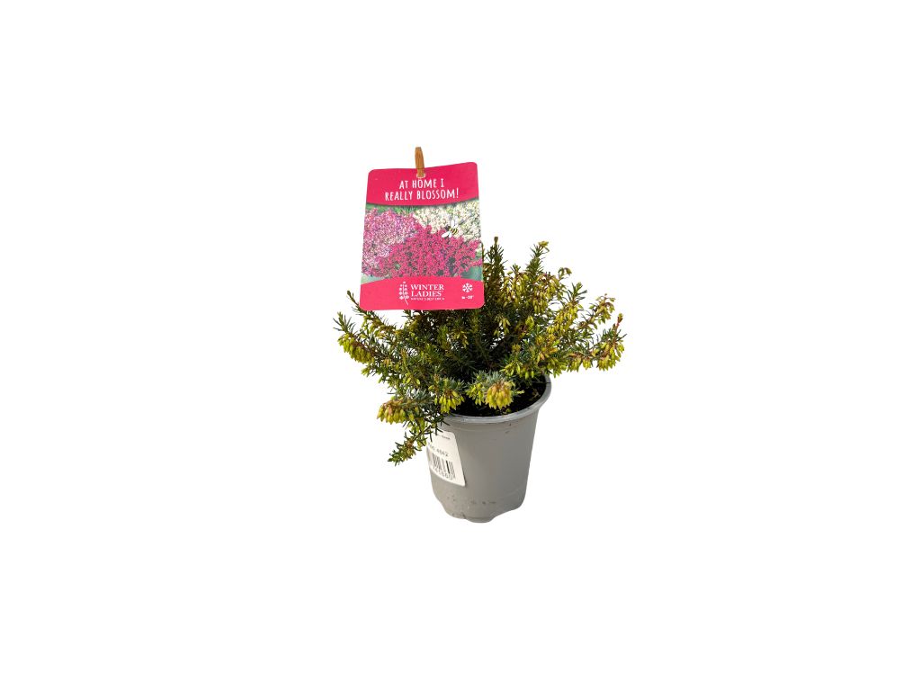 Vresoviskové rastliny Vresovec pleťový Erica carnea ‘ Winter Ladies® Sarah ’ (4)