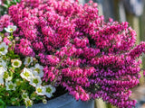 Vresoviskové rastliny Vresovec pleťový Erica carnea ‘ Winter Ladies® Sarah ’ (3)