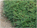 Skalník Dammerův CORAL BEAUTY, výška 20–30 cm, květináč 9 cm