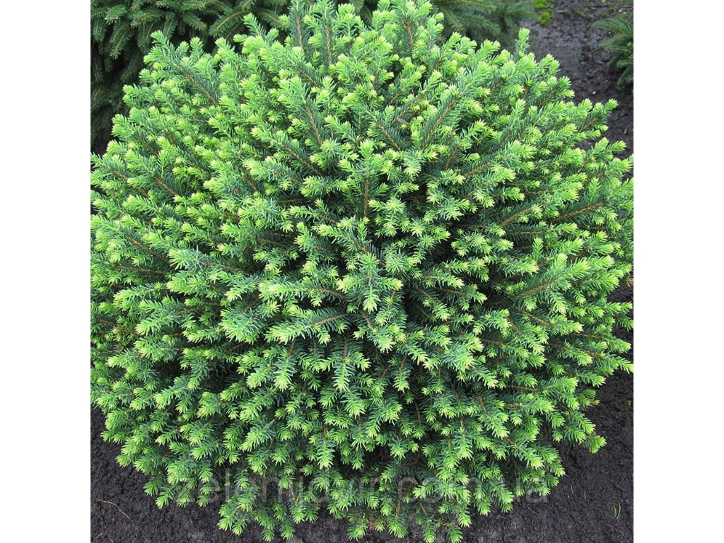 Smrk omorika Karel, výška 20–30 cm, květináč 2 l