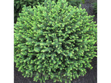 Smrk omorika Karel, výška 20–30 cm, květináč 2 l